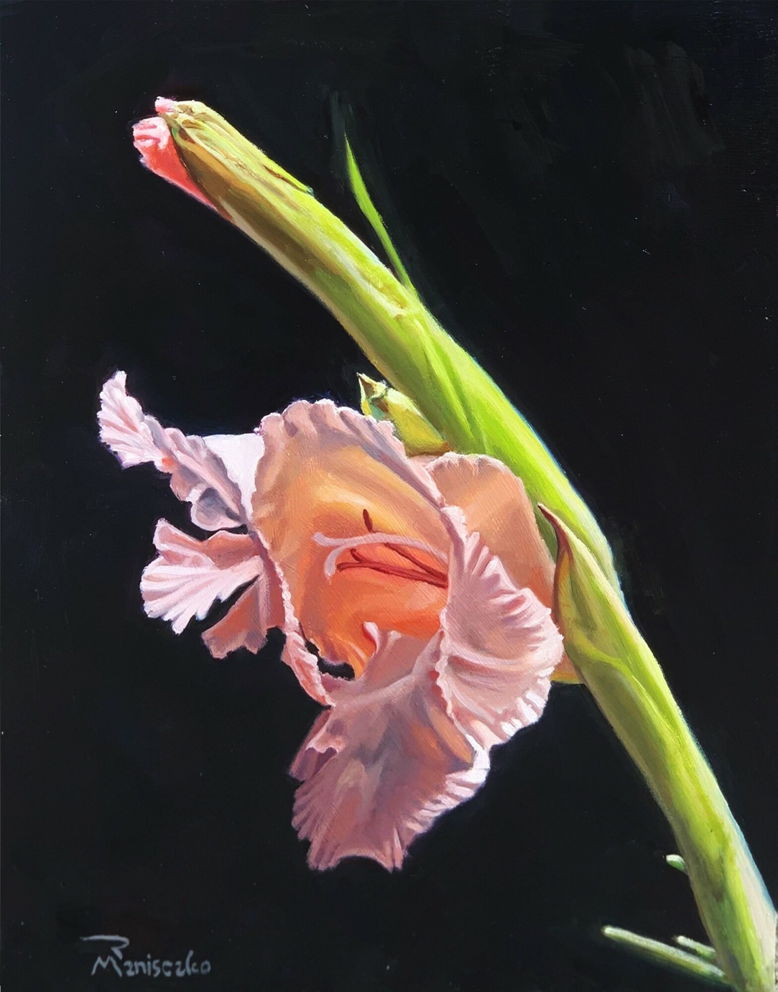 Close-up of a pink and peach-colored flower with ruffled petals on a green stem against a black background.