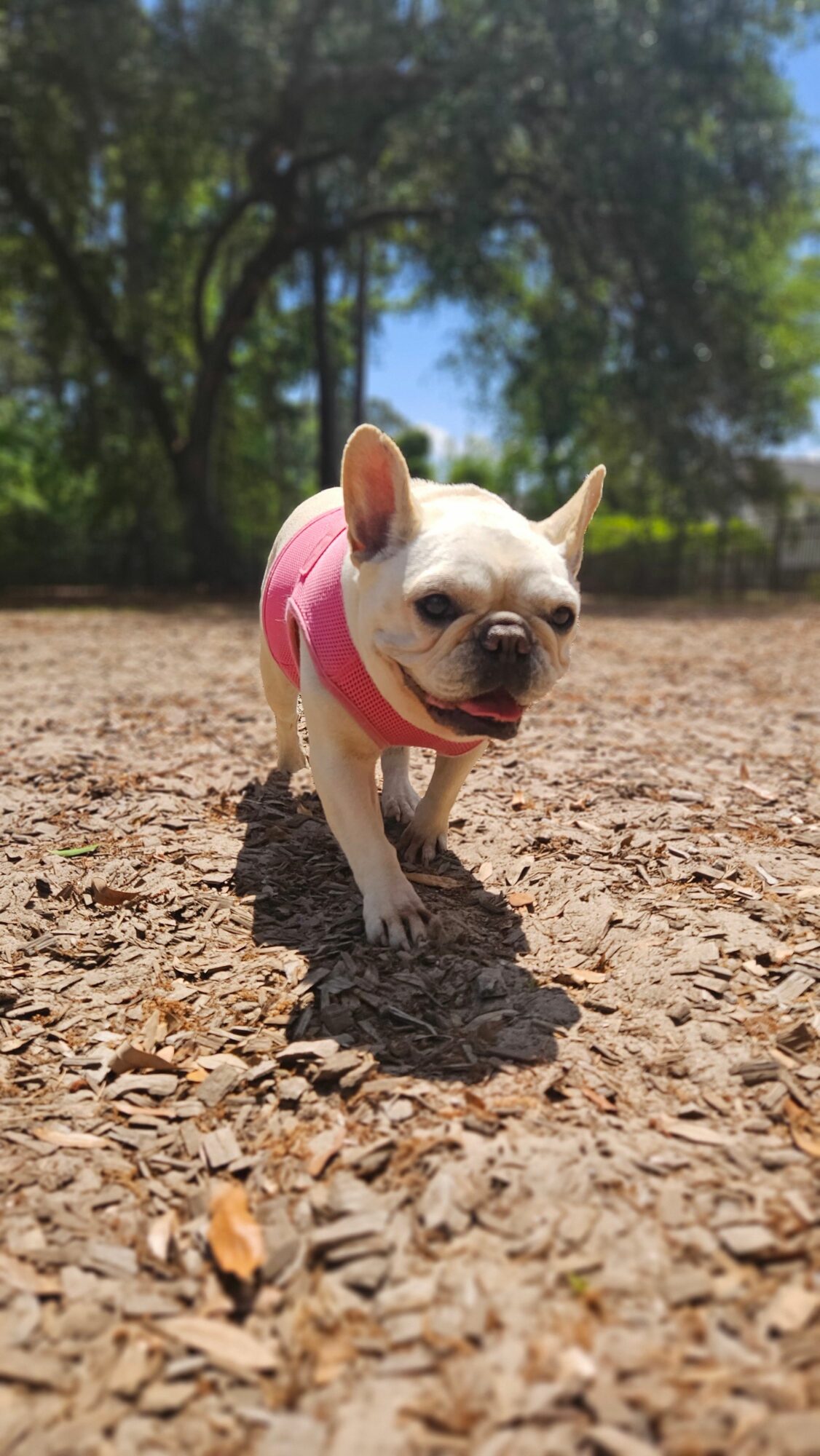 Small dog wearing a pink outfit walking on a dirt path with trees and blue sky in background.