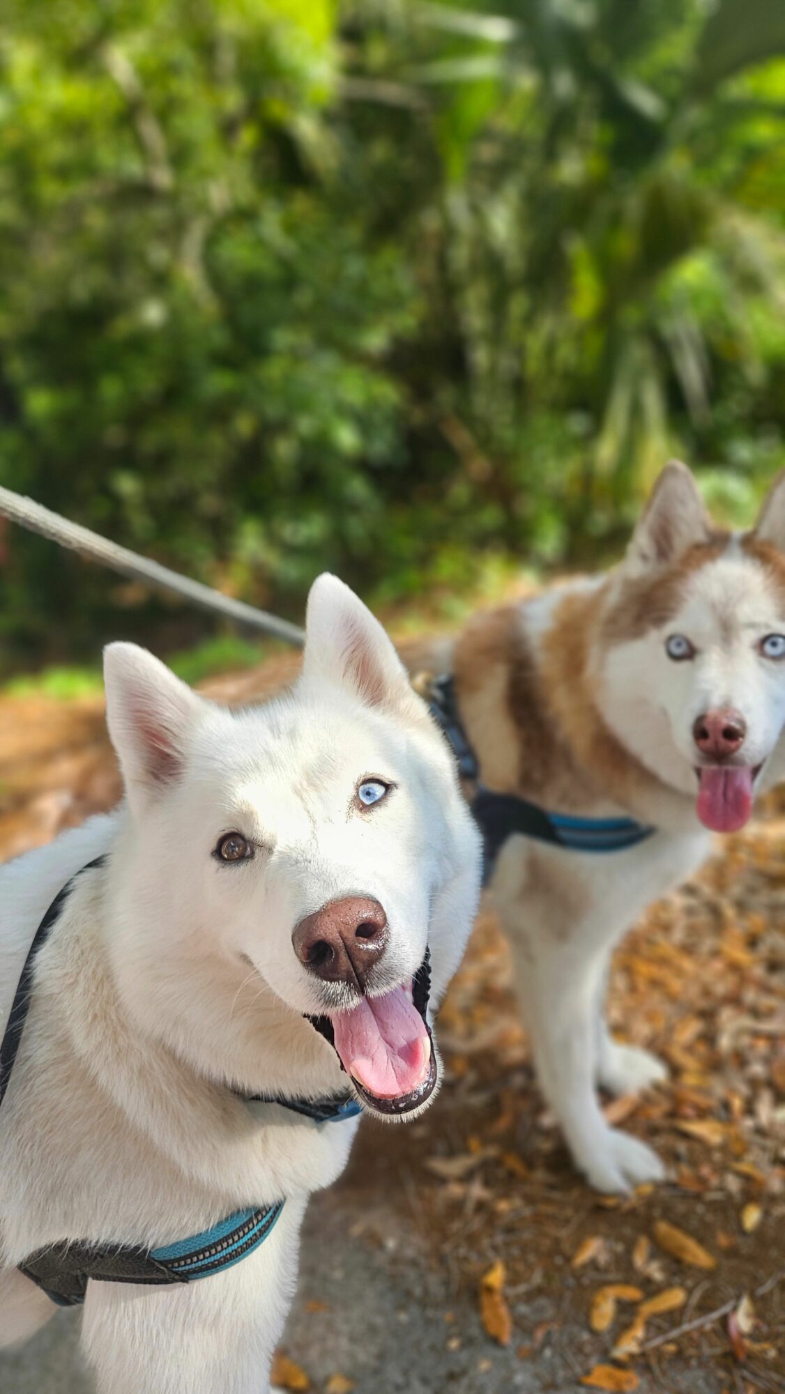 Two huskies with blue eyes outdoors on a trail with green foliage in the background.