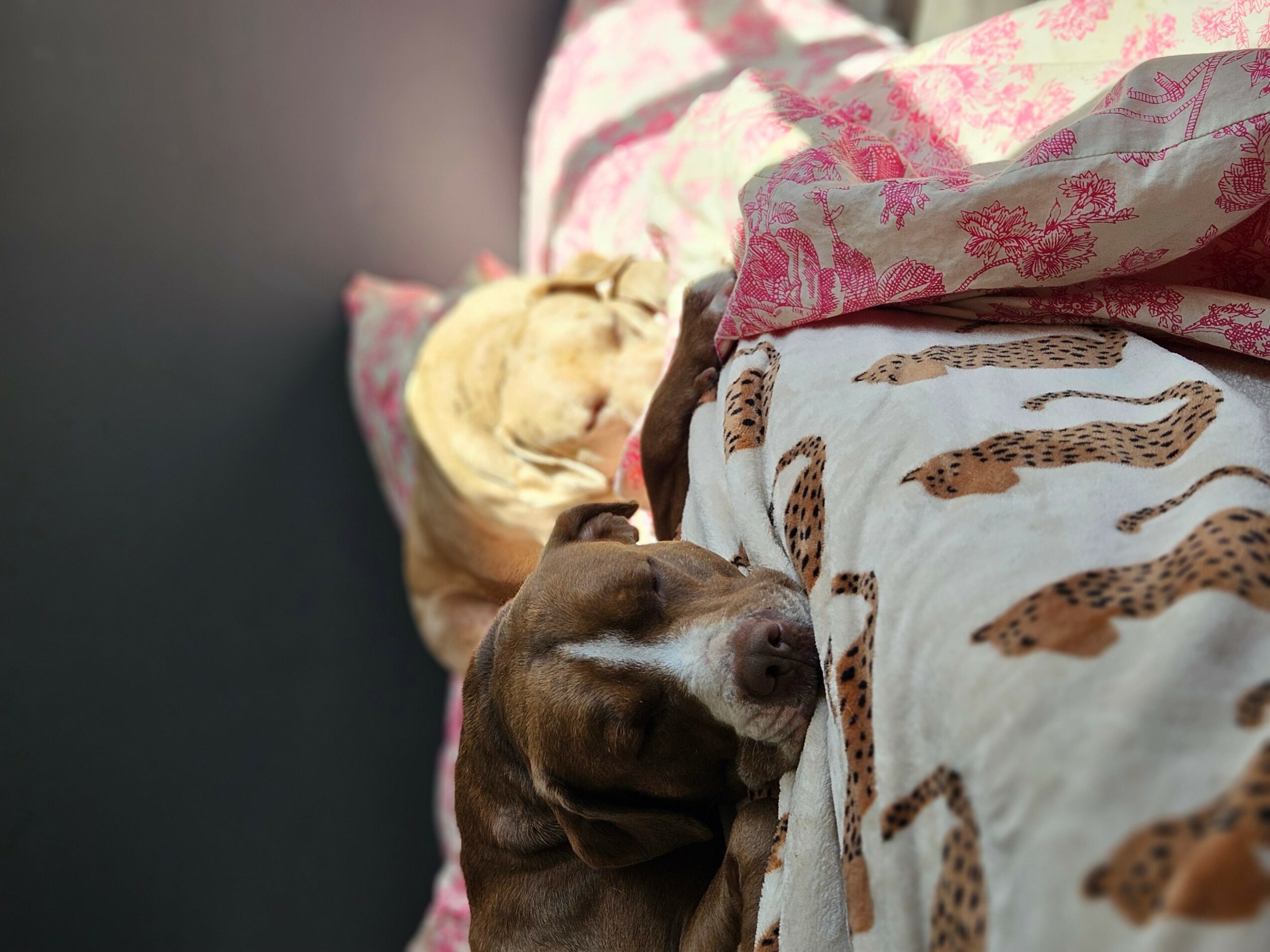 Two dogs sleeping under a blanket with a cheetah print pattern, one light-colored and one dark-colored, on a bed.