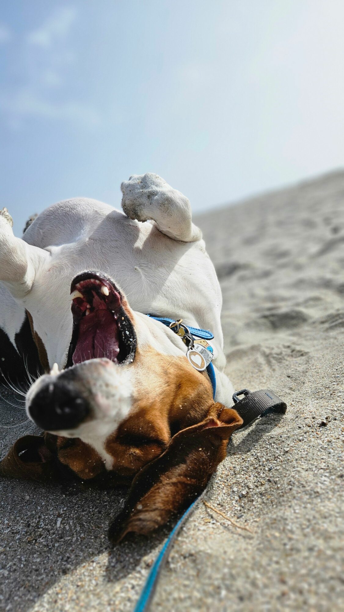 Two dogs lying on sandy beach, one with mouth open, the other resting head on the sand, blue sky above.
