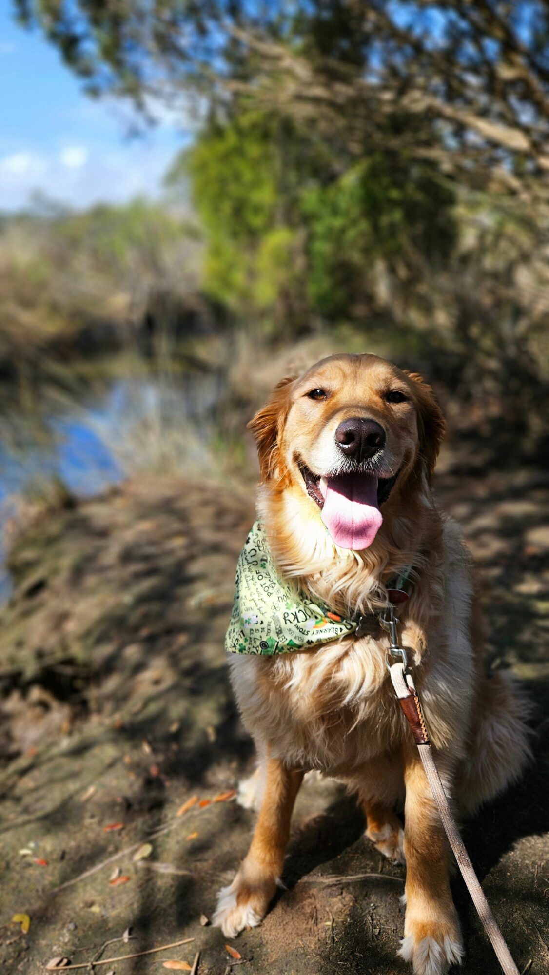 Happy dog sitting outdoors near water with trees in background, wearing a green sweater and leash.