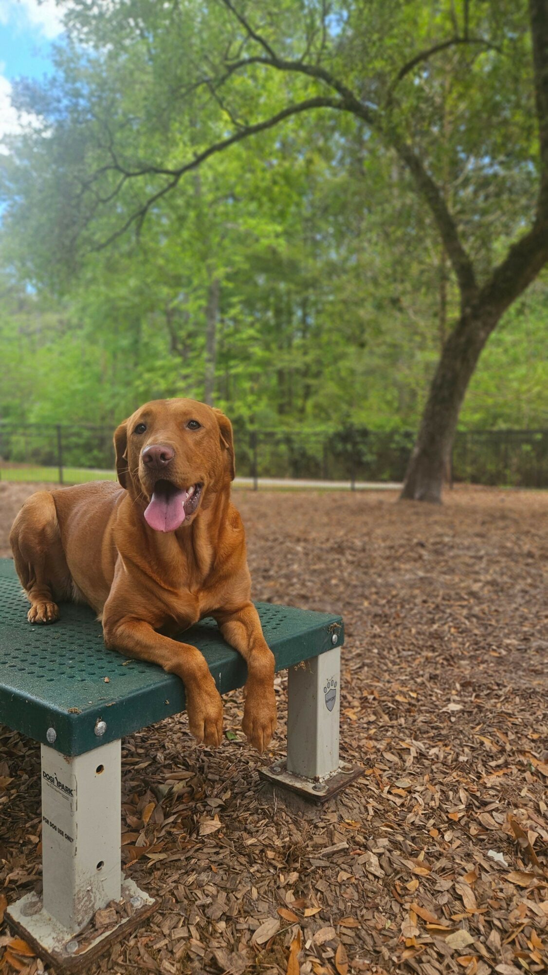Dog lying on a green park bench with trees and dirt ground in background.