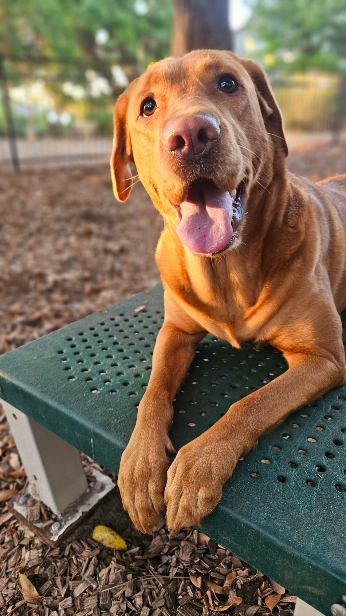 Brown dog with tongue out sitting on a green bench outdoors, trees in background.