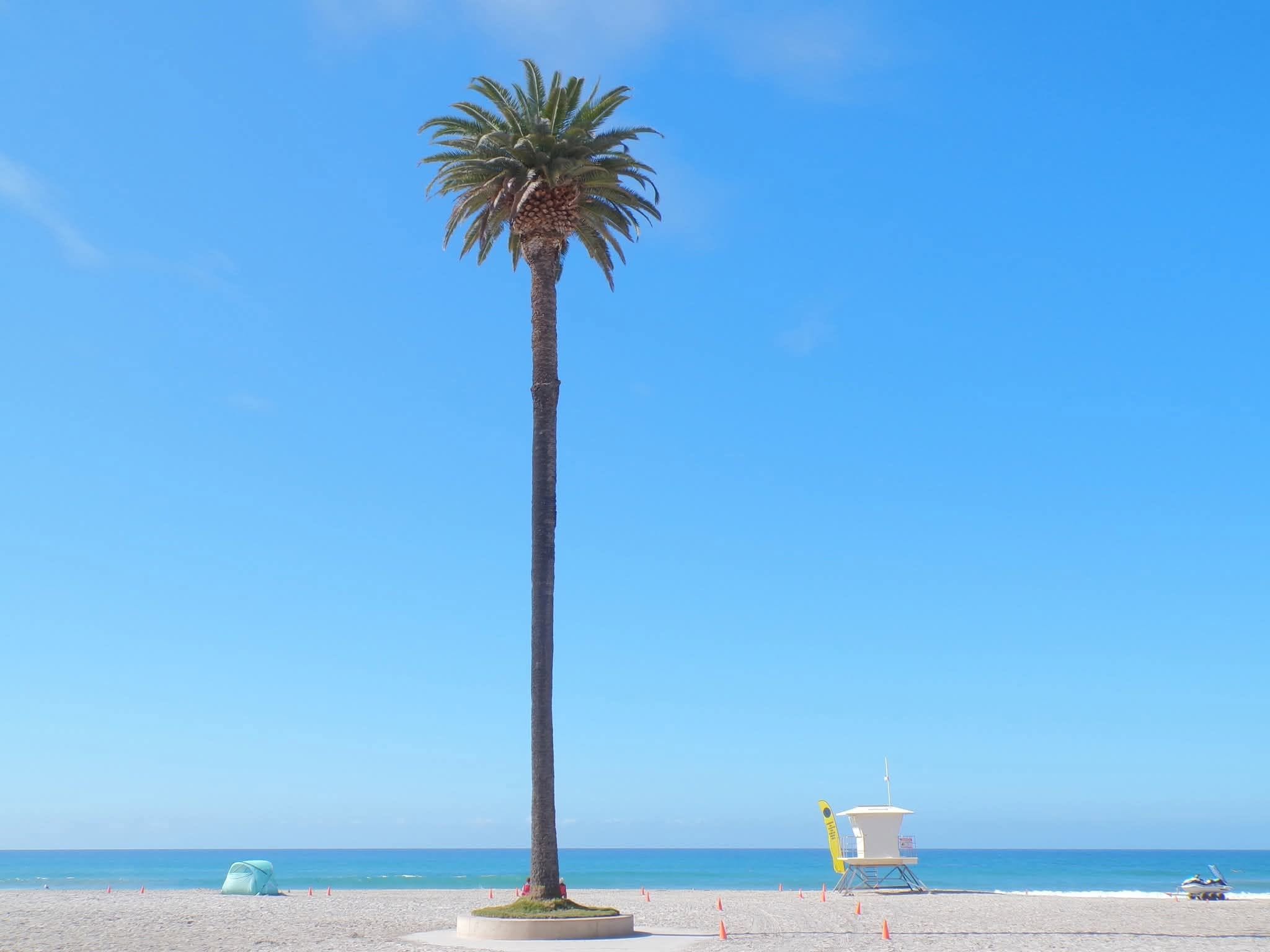 A tall palm tree on a beach with a lifeguard chair and a boat in the background, under a clear blue sky.