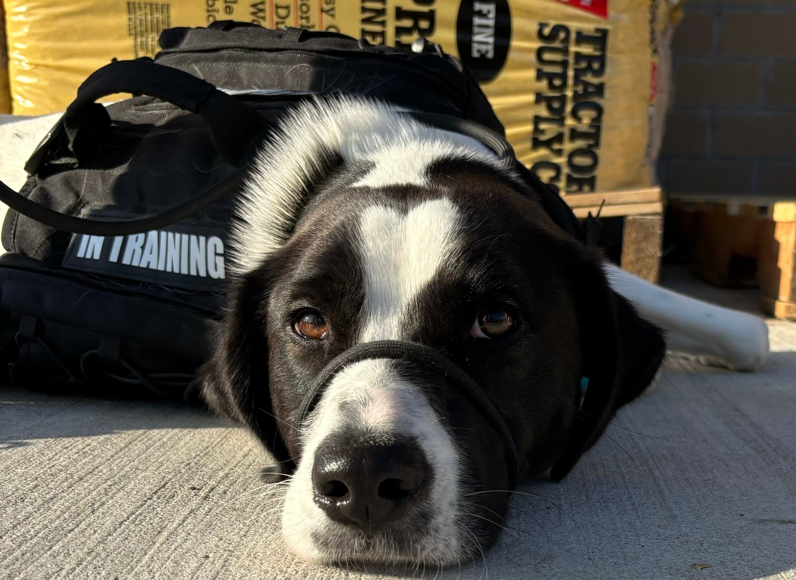 Black and white dog lying on concrete with head resting on ground, eyes looking at camera, backpack and bags in background.