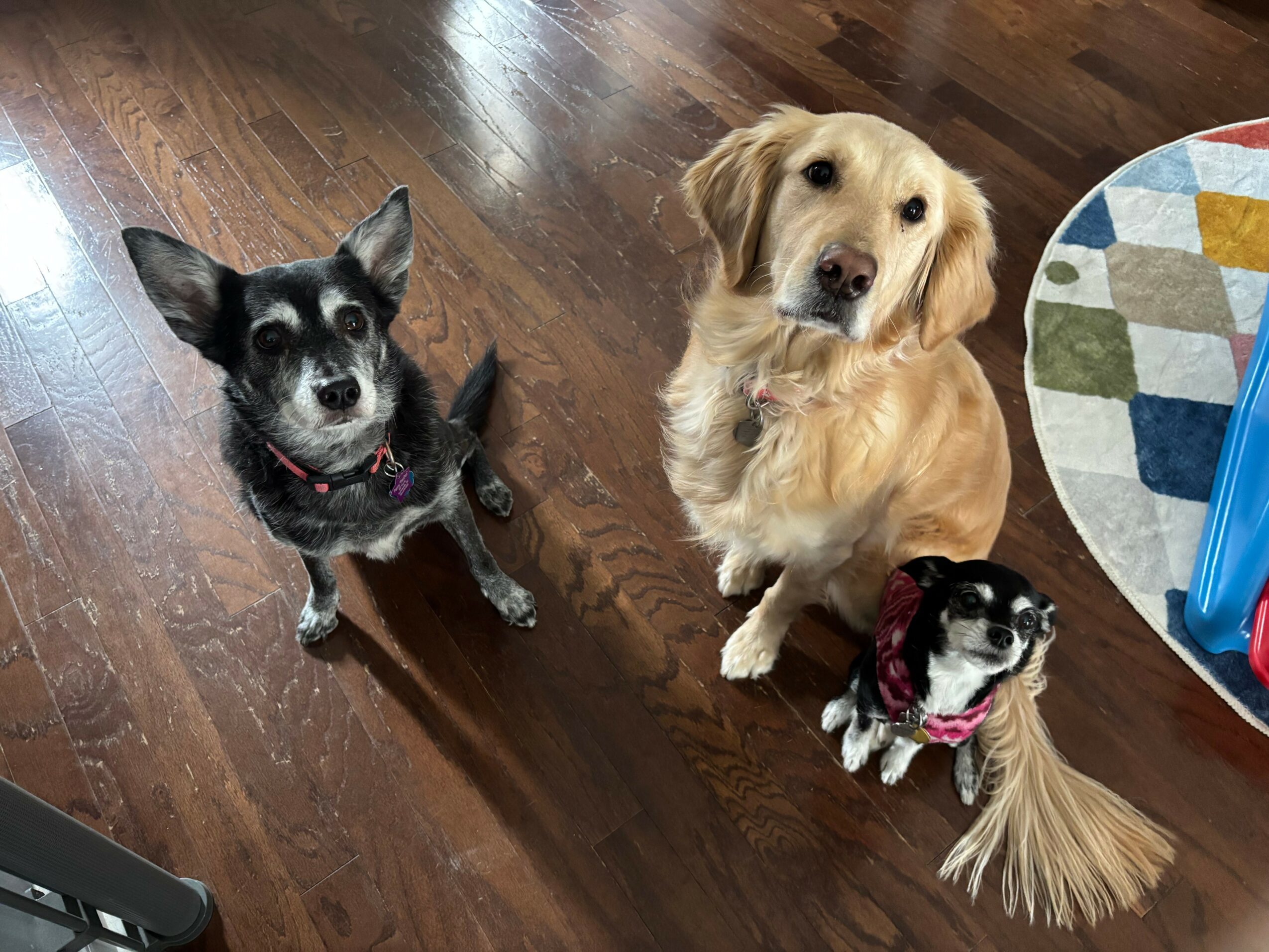 Three dogs on a wooden floor, one small black and white, one medium golden, and one small black and white with a long tail, near a colorful circular rug.