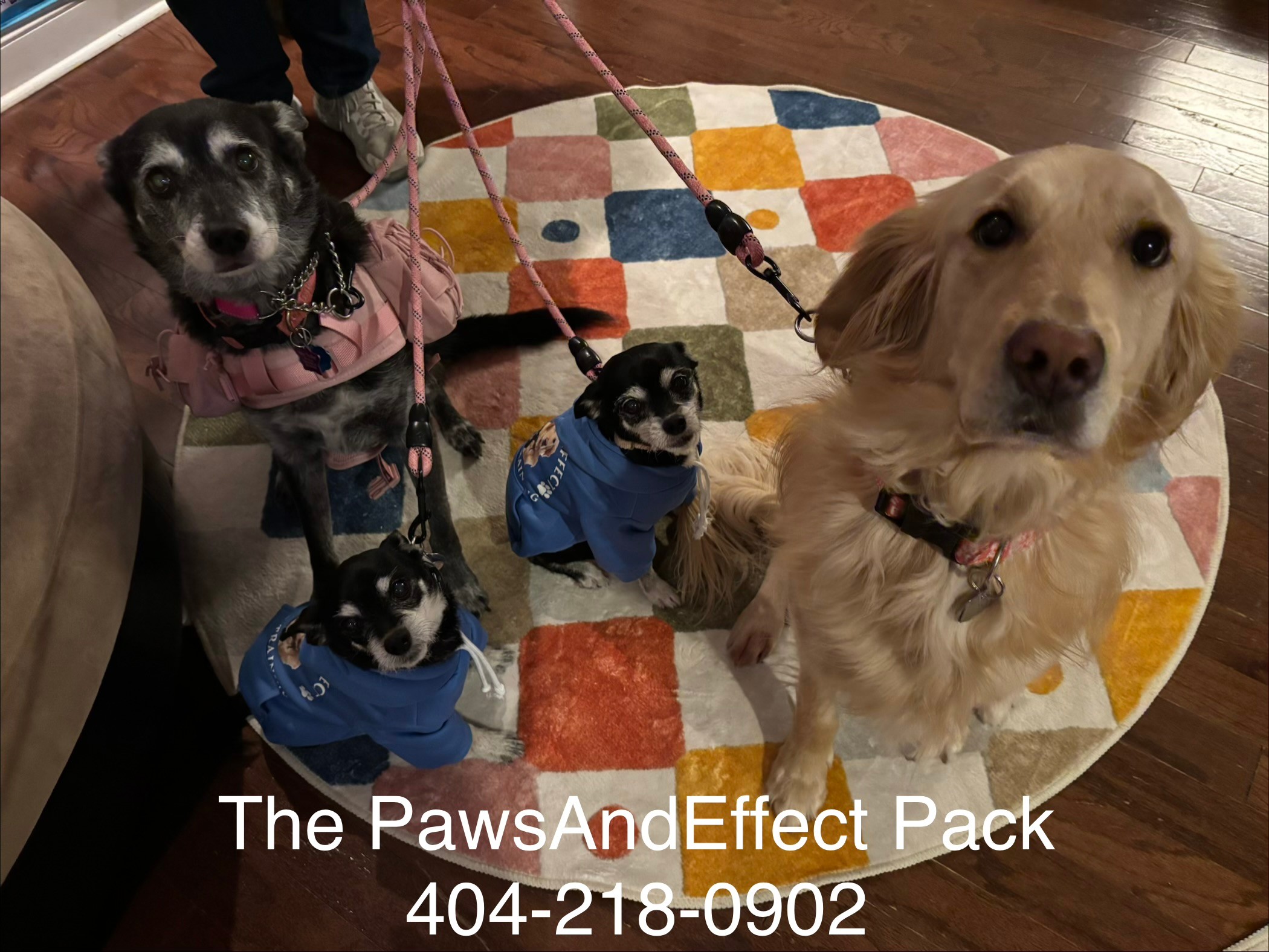 Four dogs sitting on a colorful circular rug indoors, two wearing blue outfits, one large and three small, with a person partially visible.