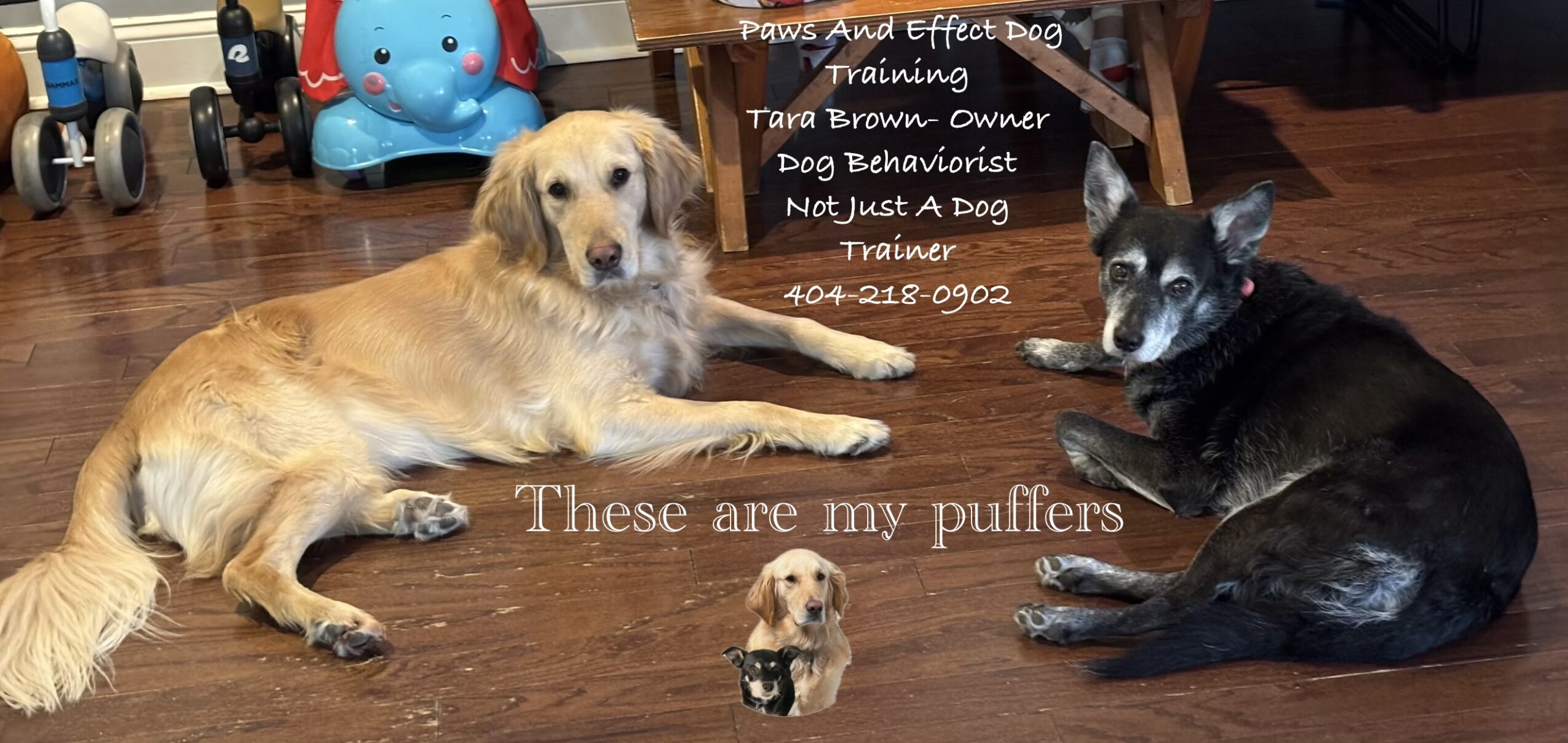 Two dogs lying on a wooden floor with a sign and toys in the background, one golden and one black and white, with text 'These are my puffers'.