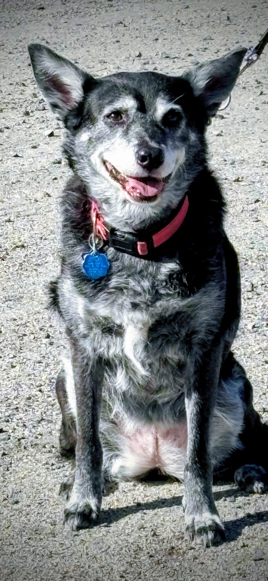 Small dog with black, gray, and white fur, wearing a red collar with a blue tag, sitting outdoors.