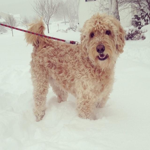 A fluffy, curly-haired dog standing in snow outdoors, on a leash, with trees and a house in the background.