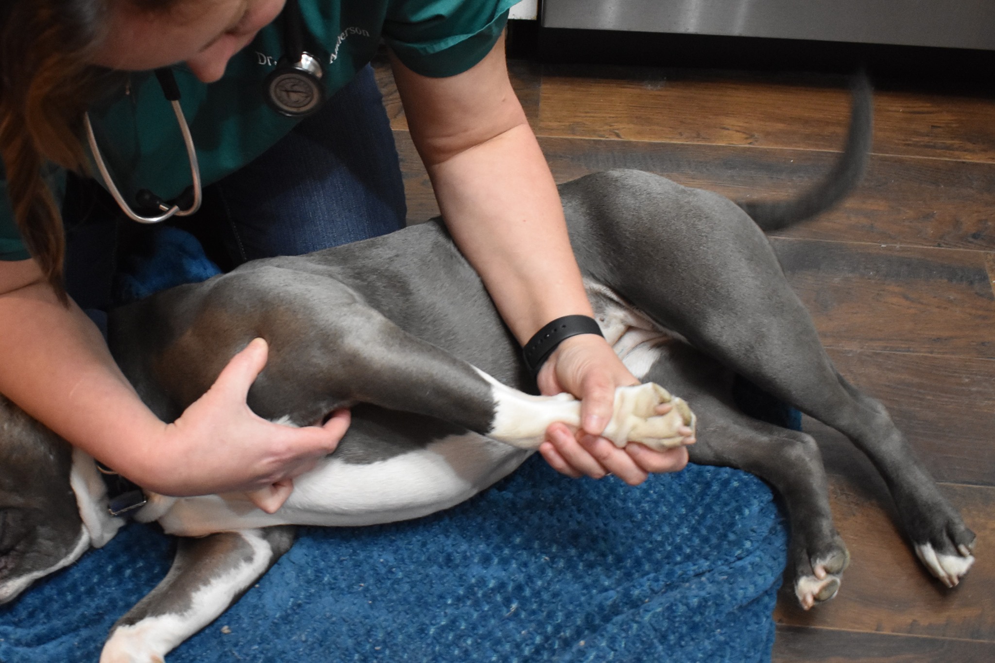 Vet holding a dog’s paw while examining it on a blue mat, with a person assisting, on a wooden floor.
