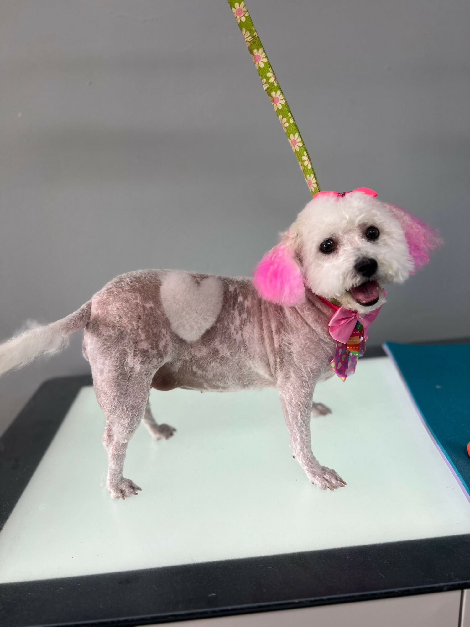 Small dog with pink ears and a pink bow, standing on a grooming table, looking at the camera.
