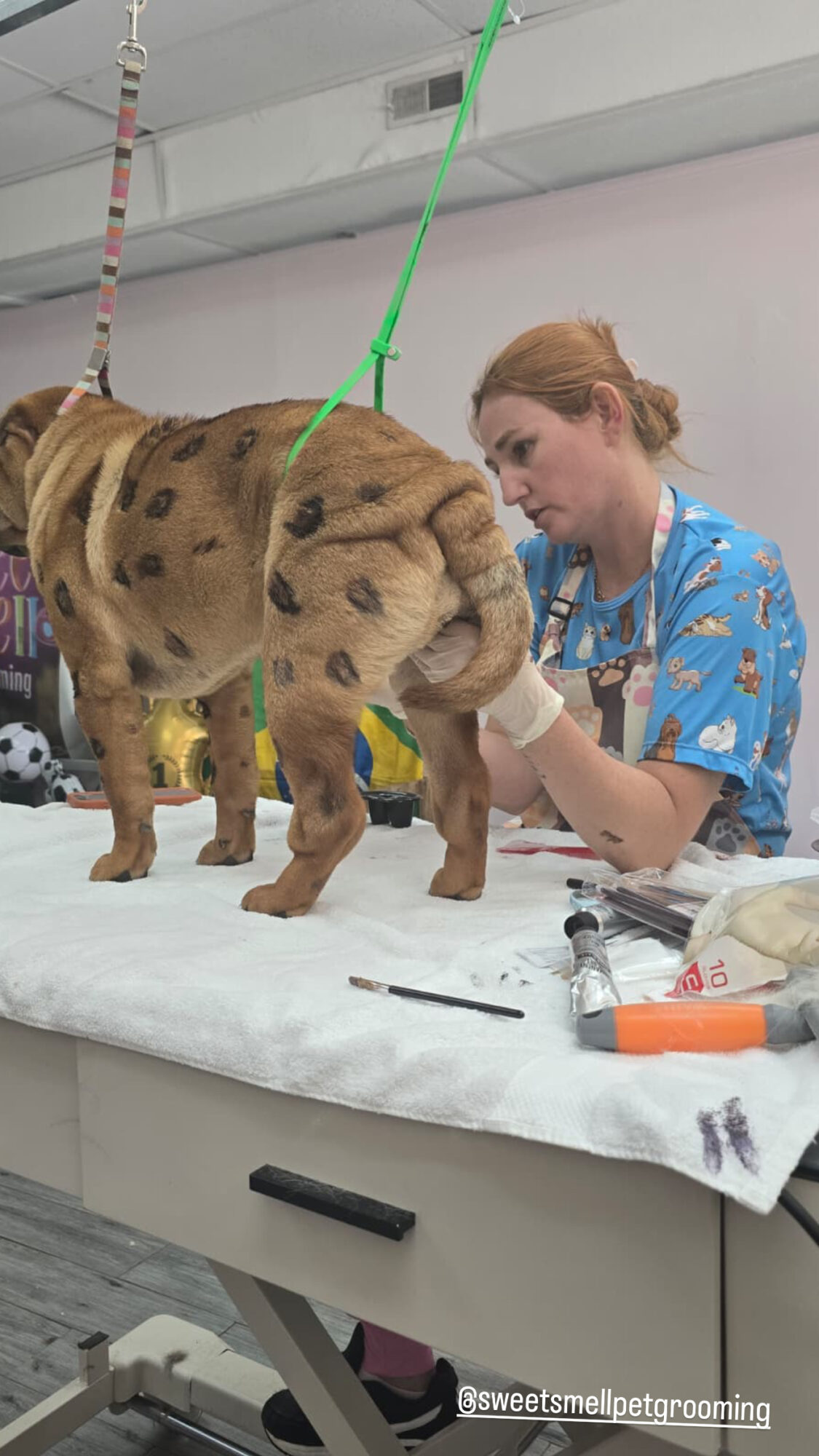 Veterinarian examining a dog on a table, with medical tools nearby, in a clinical setting.