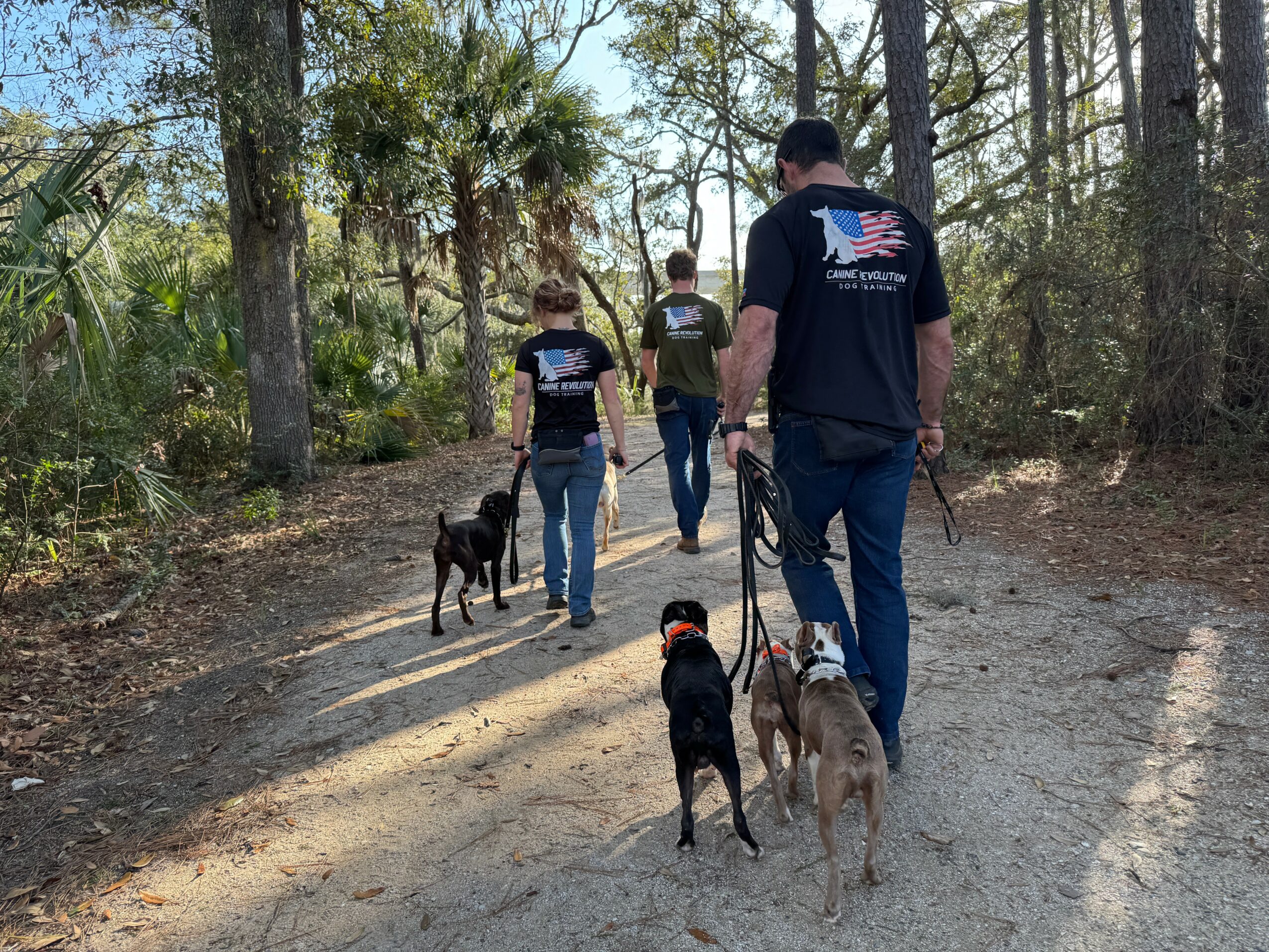 Three people walking dogs on a forest trail with trees and sunlight, two facing away and one partially visible from behind.