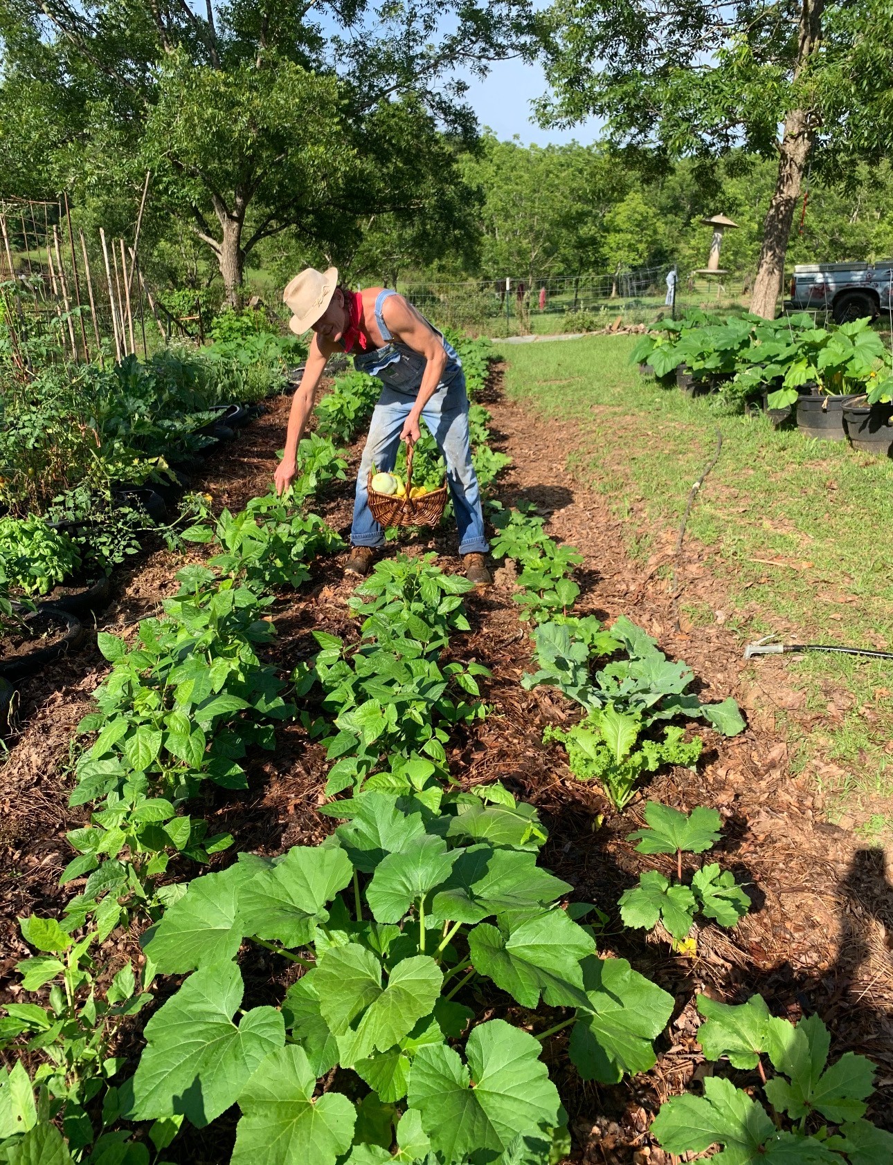 Person wearing a hat and overalls tending to plants in a garden with green trees and plants around.