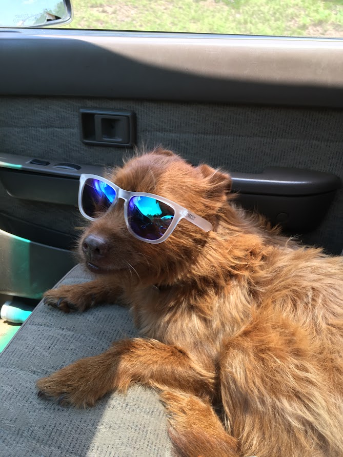 A small brown dog wearing reflective sunglasses, lying on a car seat inside a vehicle.