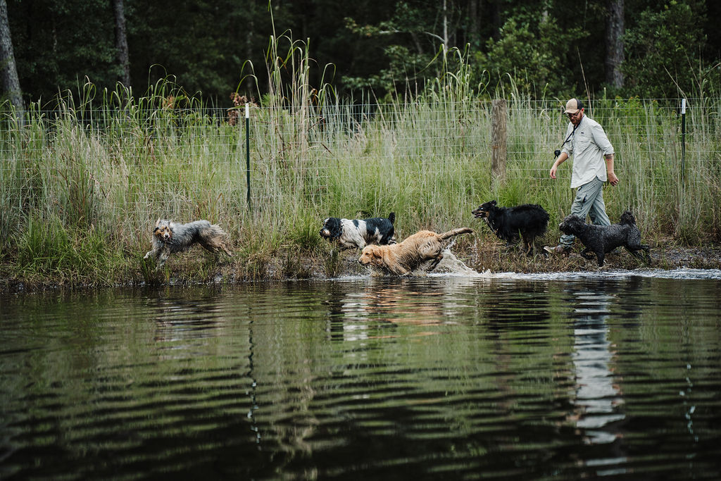 Person walking with six dogs along a lakeshore with tall grass and trees in the background.