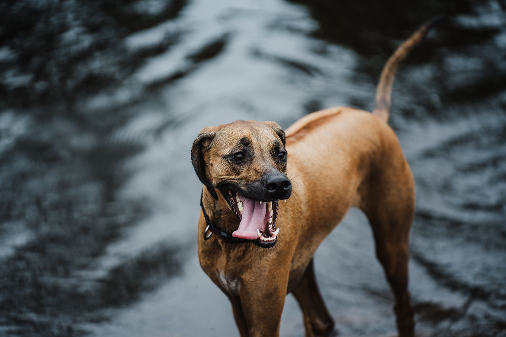 Dog standing in water with mouth open, tongue out, and tail raised, looking to the side.
