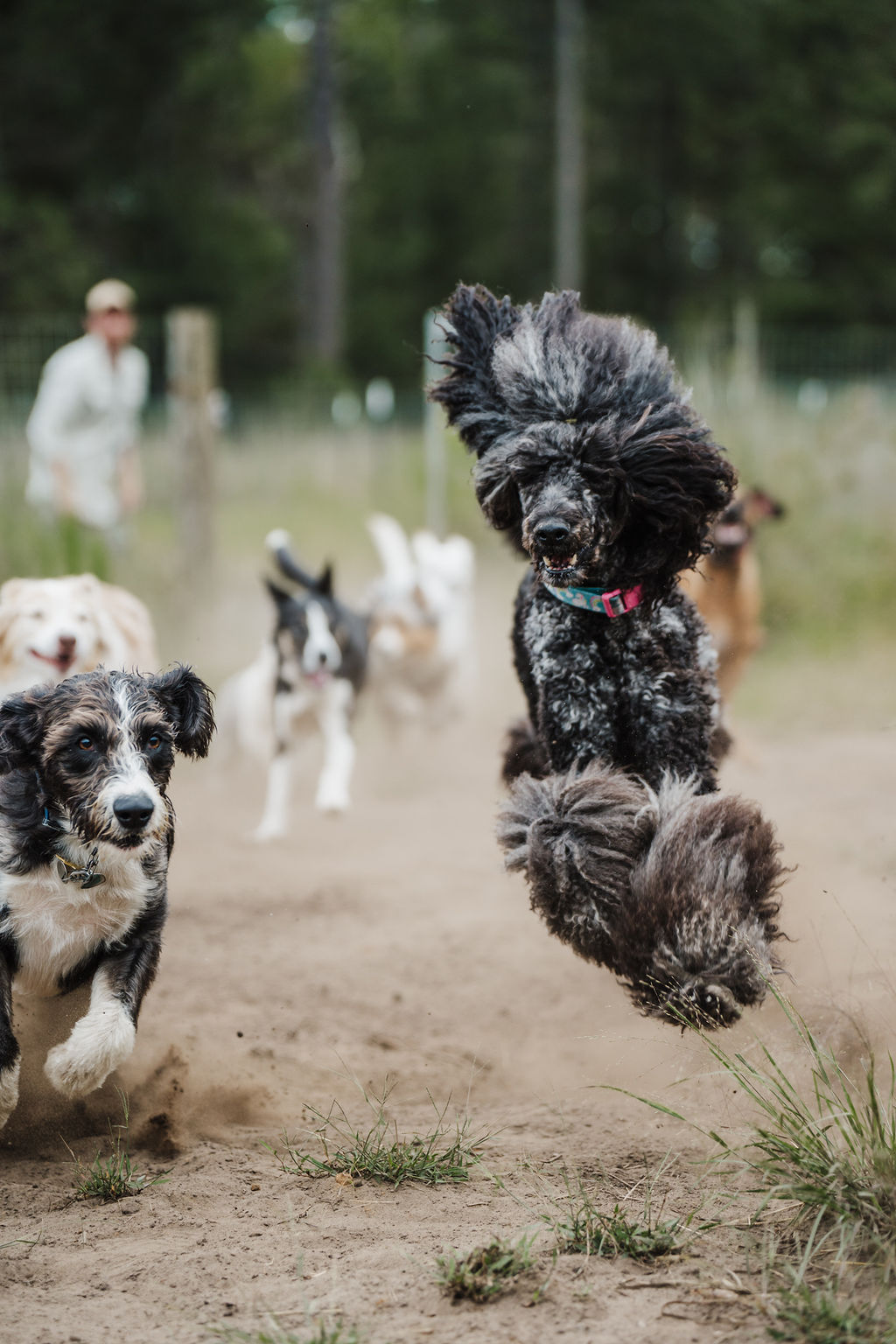 Dog jumping in the air with other dogs and a person in the background outdoors.