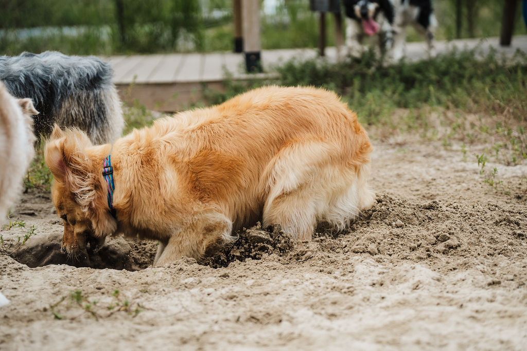 A dog digging in the dirt outdoors with grass and trees in the background.