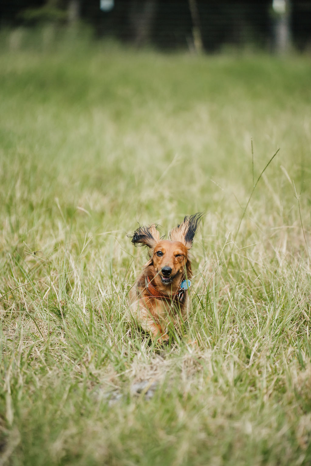 Small dog running through tall grass in a field, with trees in the background.