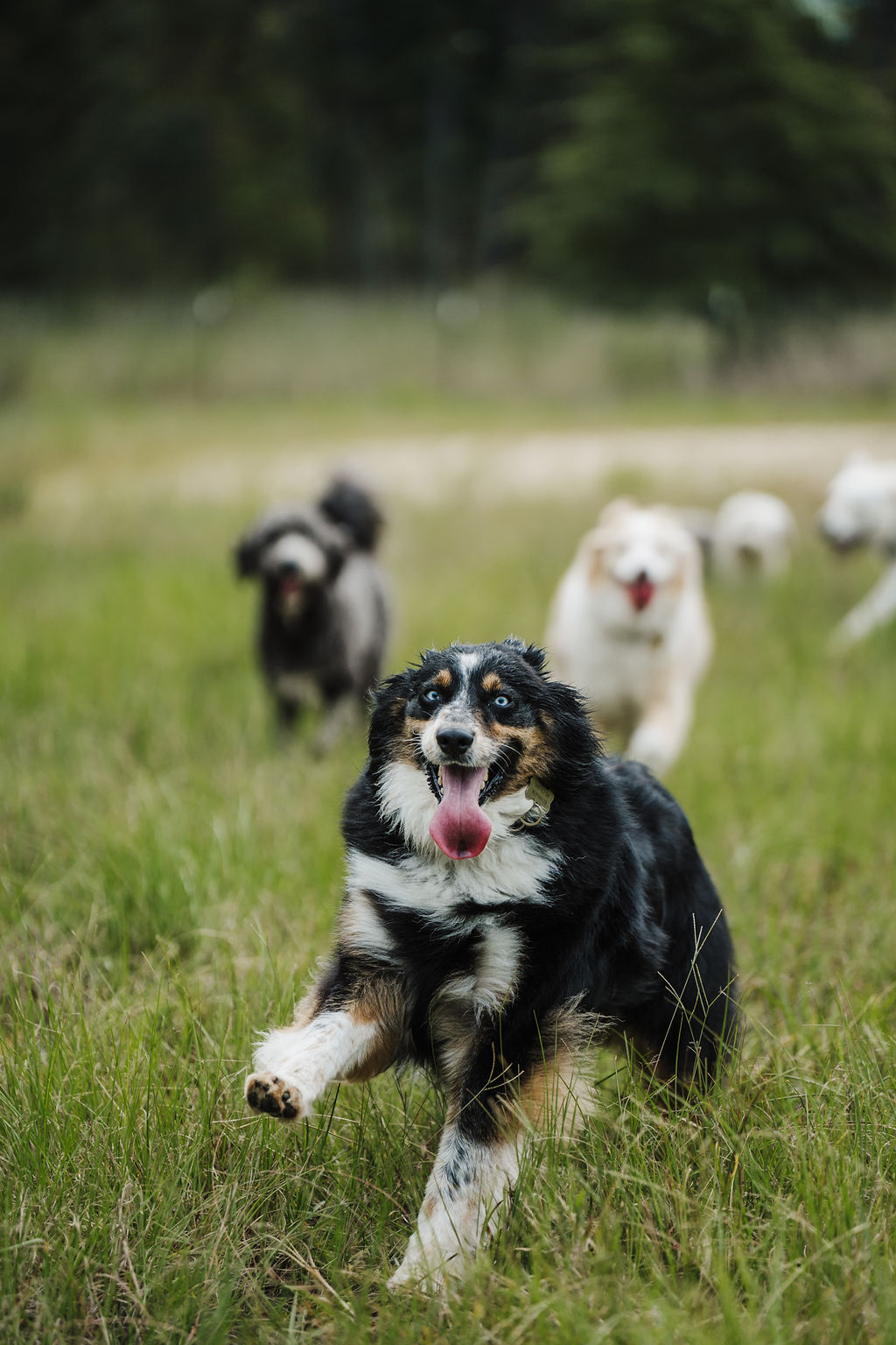 Group of dogs running in a grassy field with trees in the background, one dog in front with tongue out.