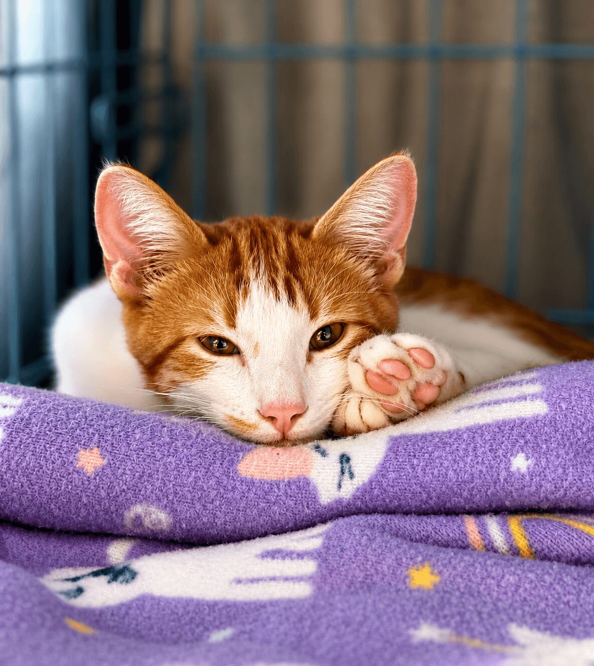 Orange and white cat lying on purple blanket with stars, resting its head and paw, inside a cage.