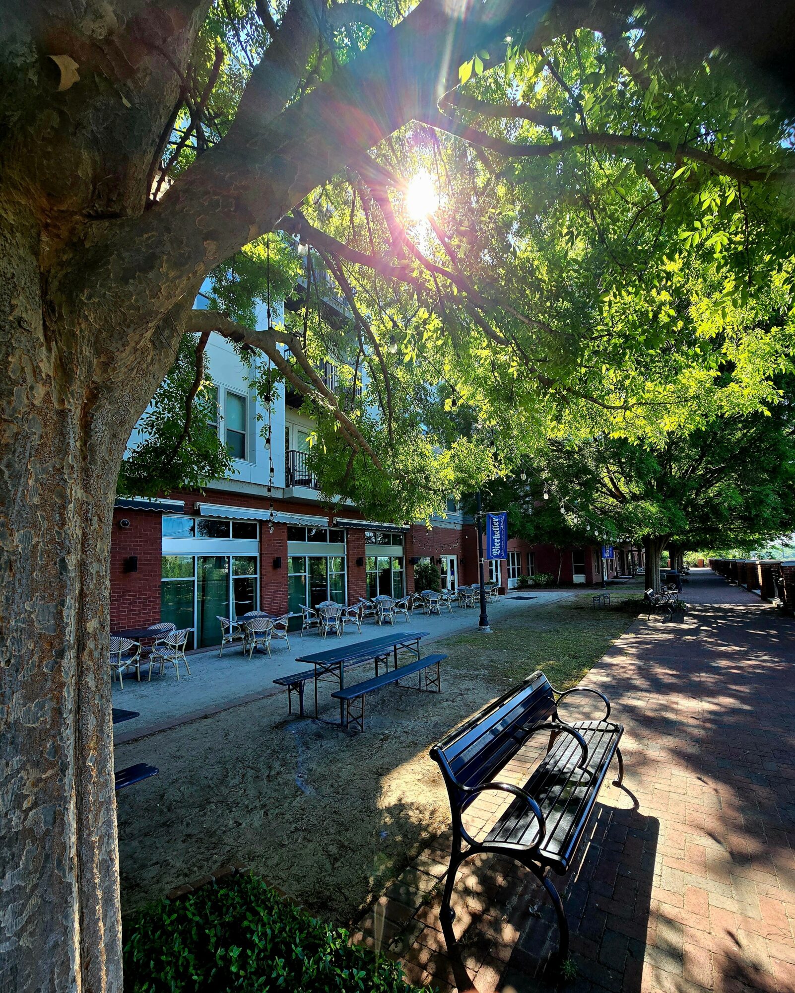 Sunlight filters through green tree leaves onto a park walkway with benches and a building in the background.