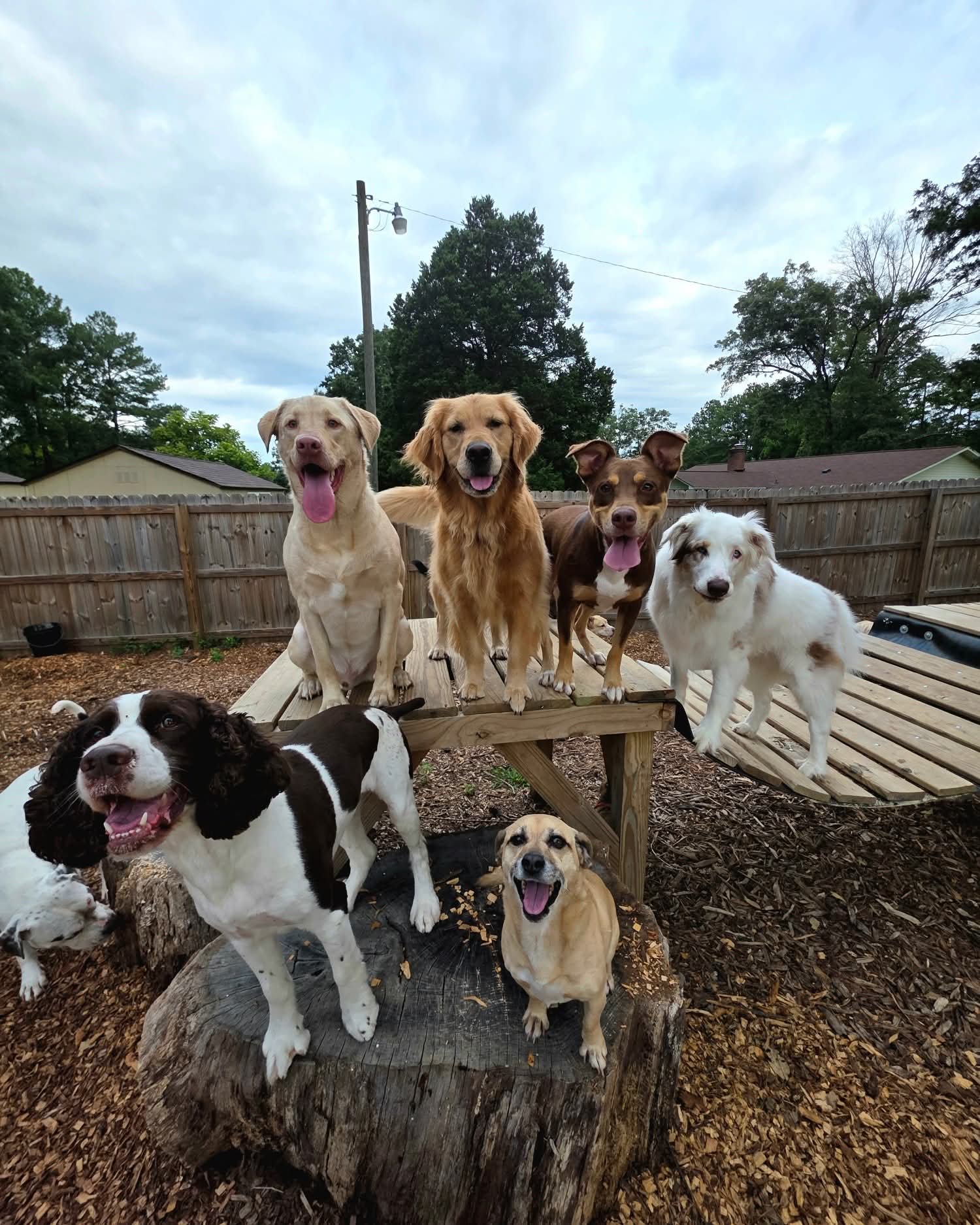 Seven dogs of various breeds and sizes standing and sitting outdoors on a wooden platform and tree stump, with a fence and trees in background.