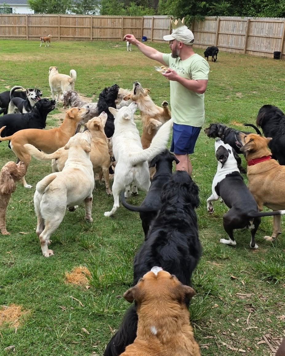Person in a green shirt and cap surrounded by multiple dogs in a fenced grassy yard, holding a ball.
