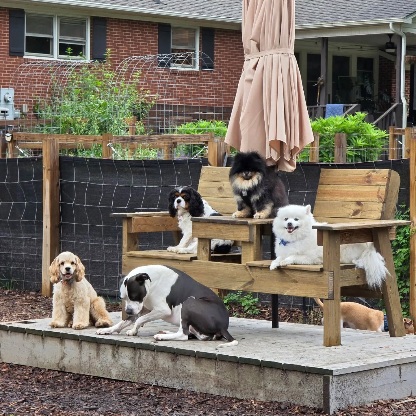 Six dogs sitting and lying on a wooden bench and platform outdoors, with a house and garden in background.