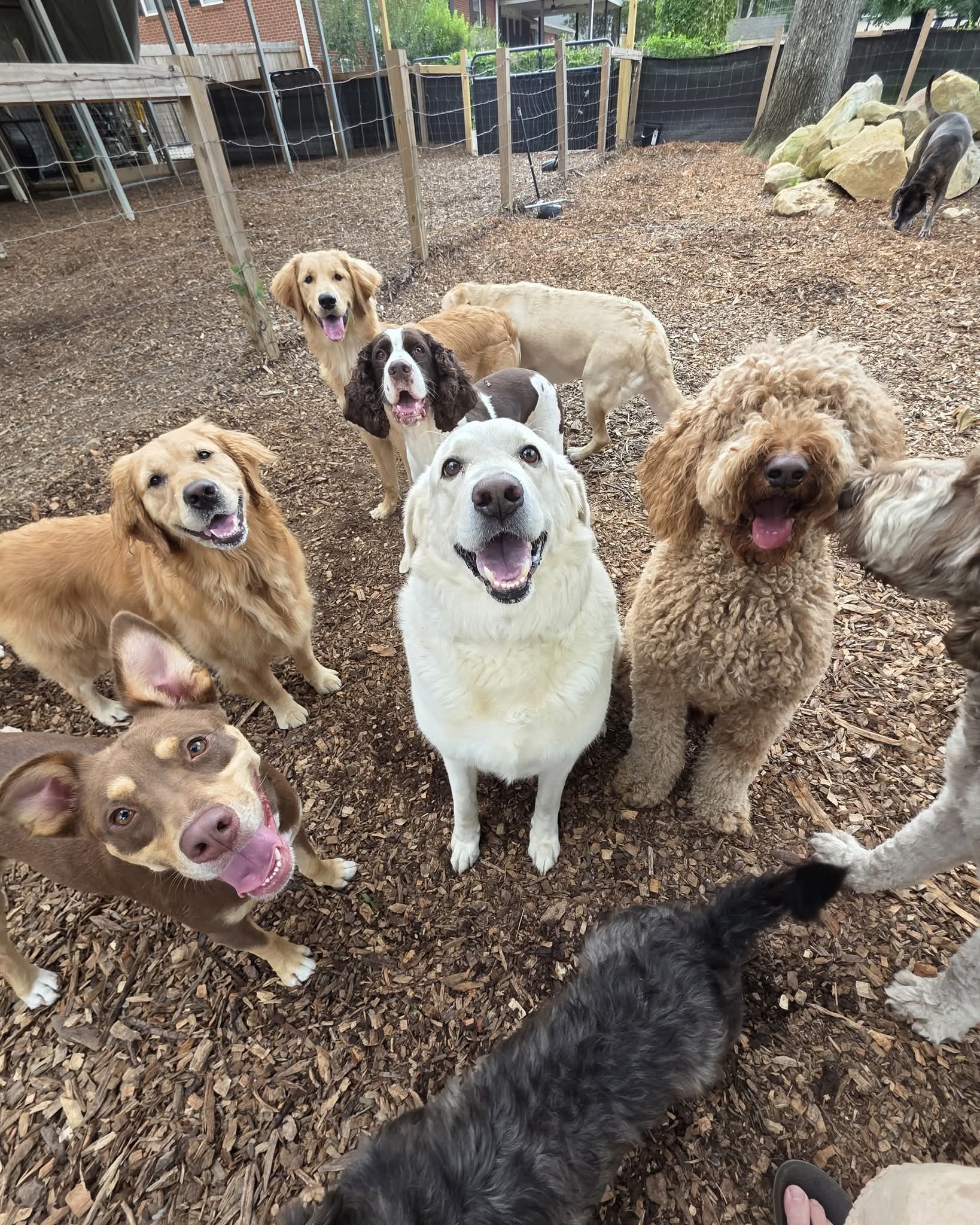 Group of seven dogs outdoors on dirt ground, some sitting and some standing, with trees and fencing in background.