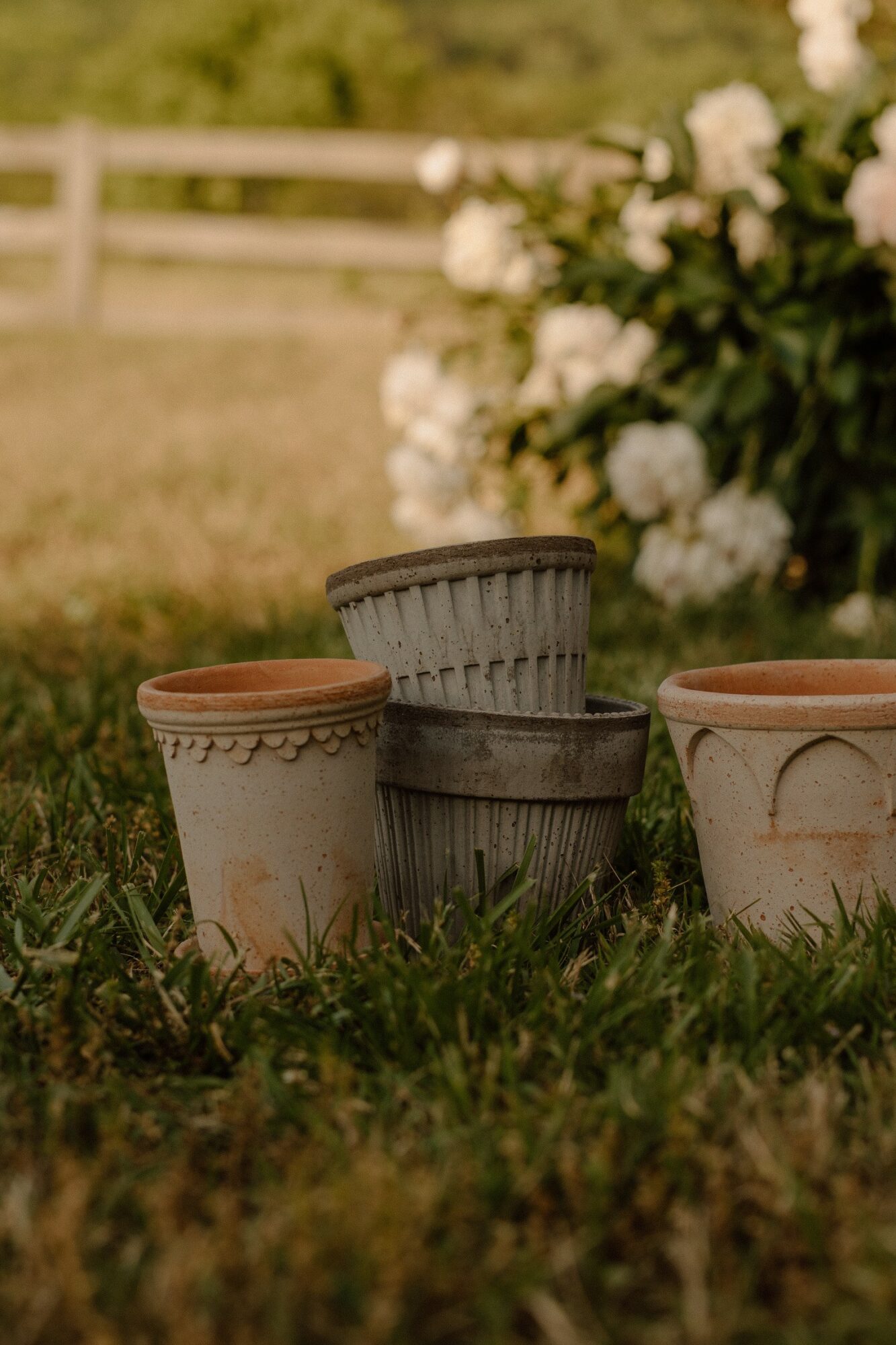 Four empty flower pots on grass with a bush of white flowers in the background.