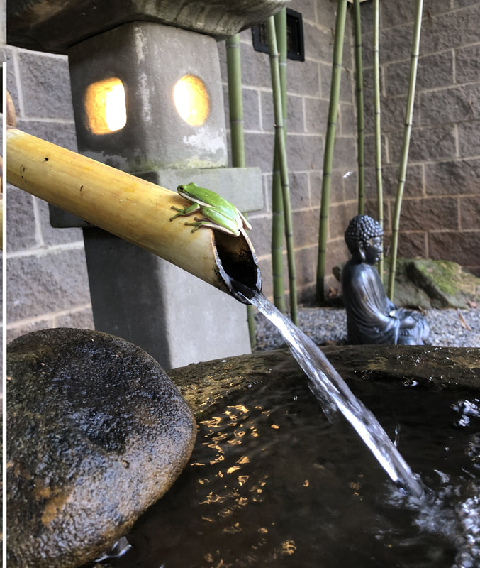 Green frog on bamboo spout with flowing water, stone, and Buddha statue in background, outdoor setting.