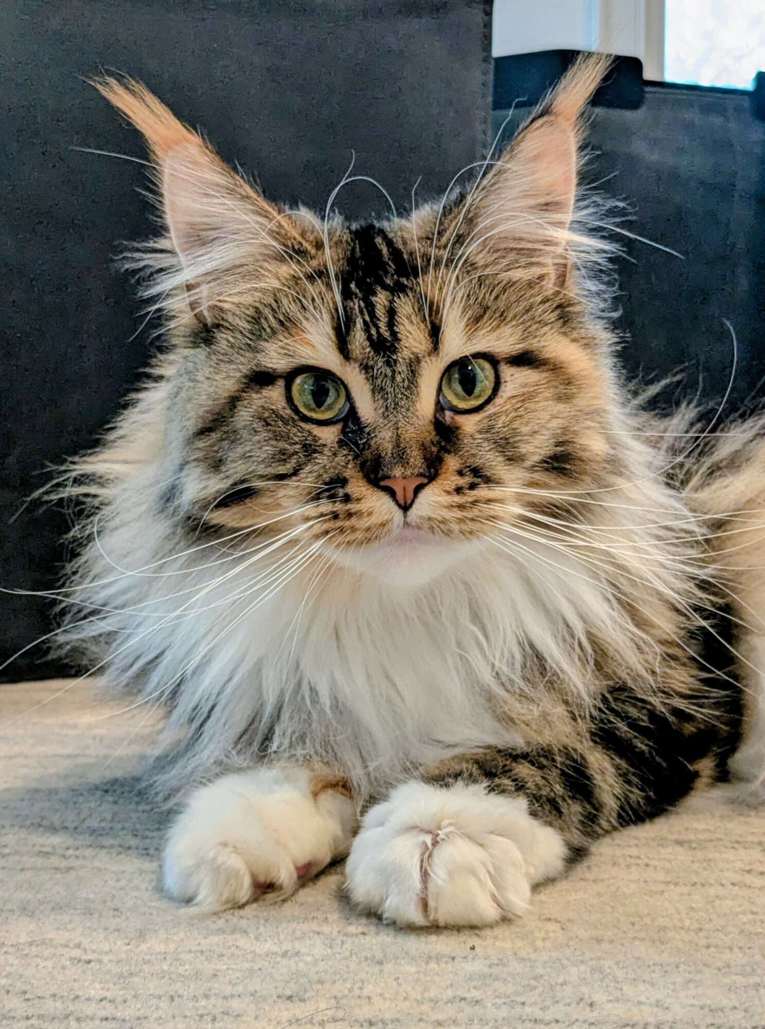 Close-up of a long-haired tabby cat with green eyes, lying on a surface with a dark background.
