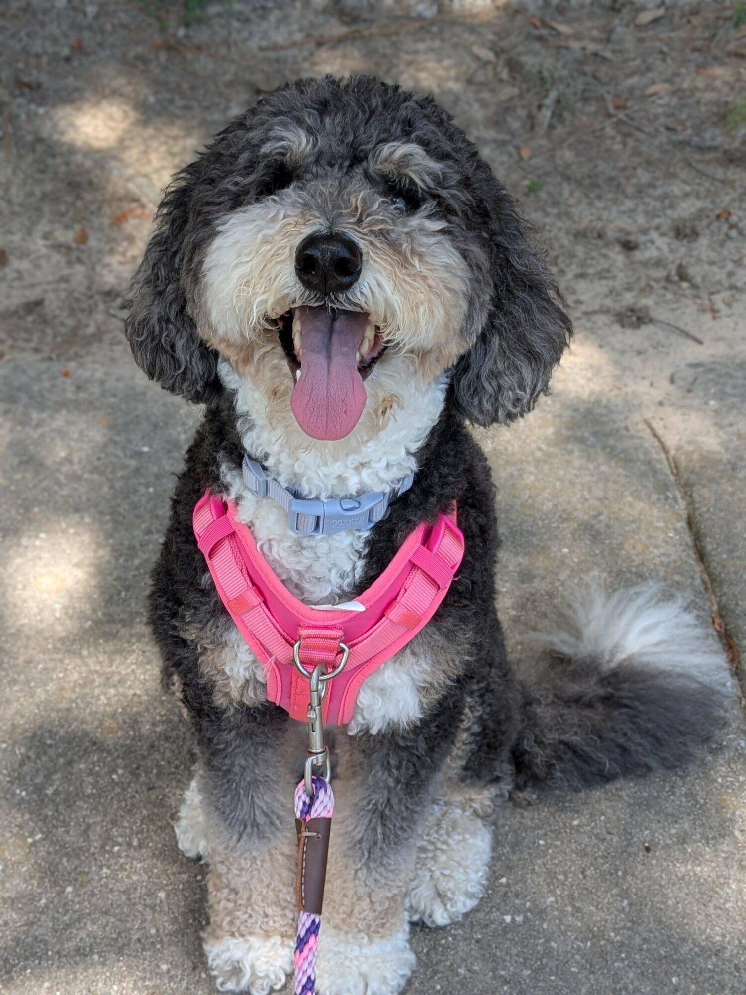 Smiling dog with pink harness sitting outdoors, tongue out, on a dirt surface.