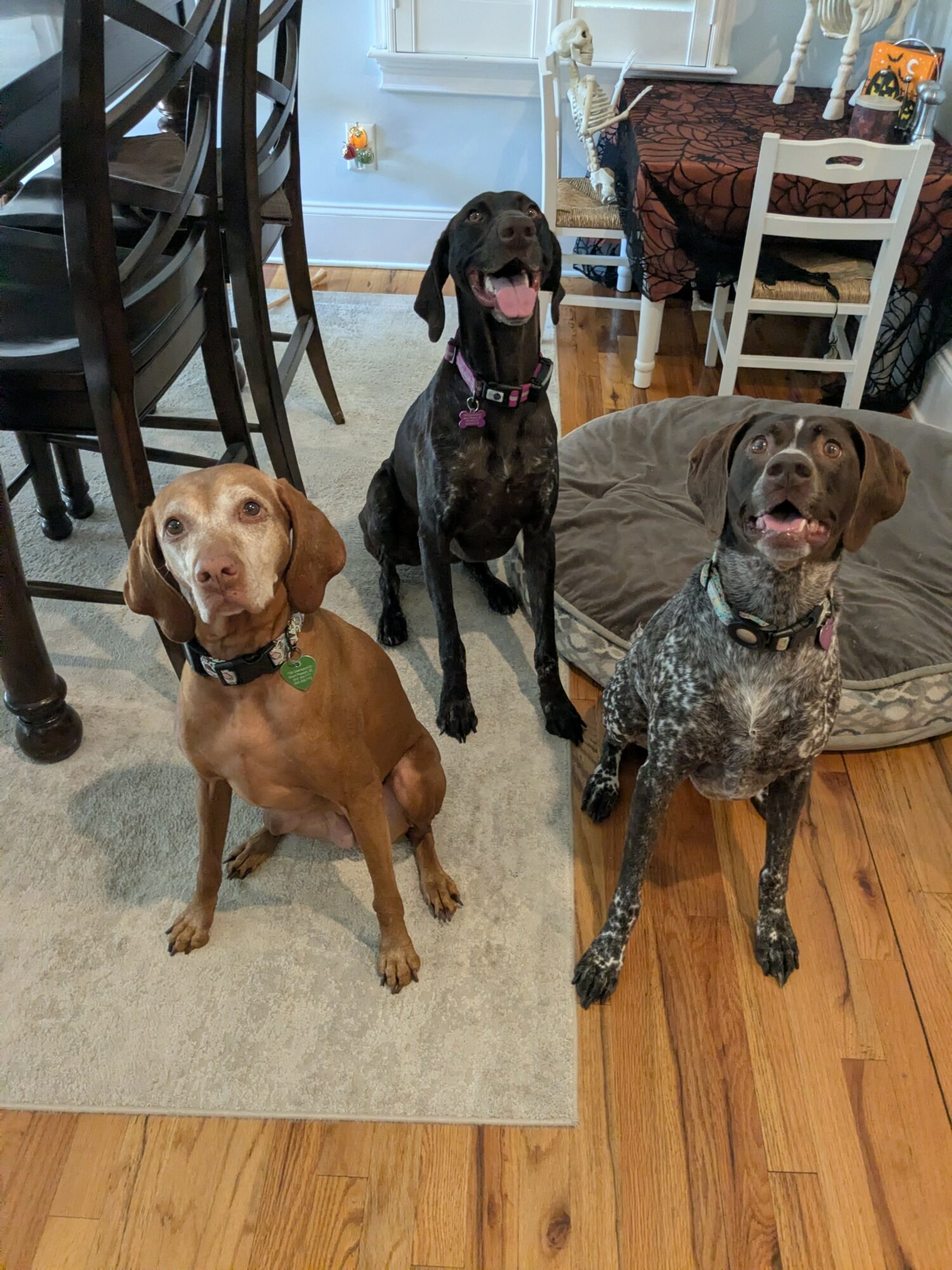 Three dogs sitting and standing in a room with furniture and a dog bed, looking at the camera.