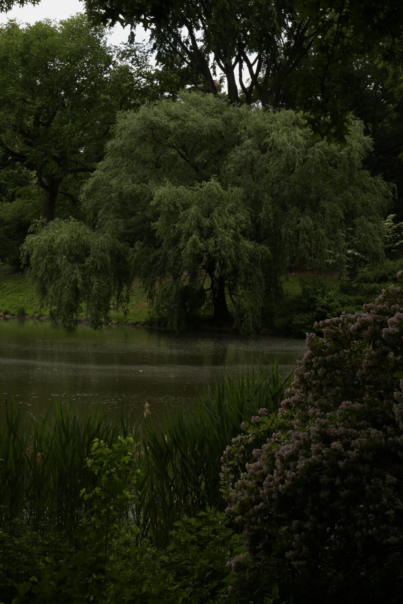 Tree with lush green foliage near a pond, surrounded by various plants and bushes, in a park setting.
