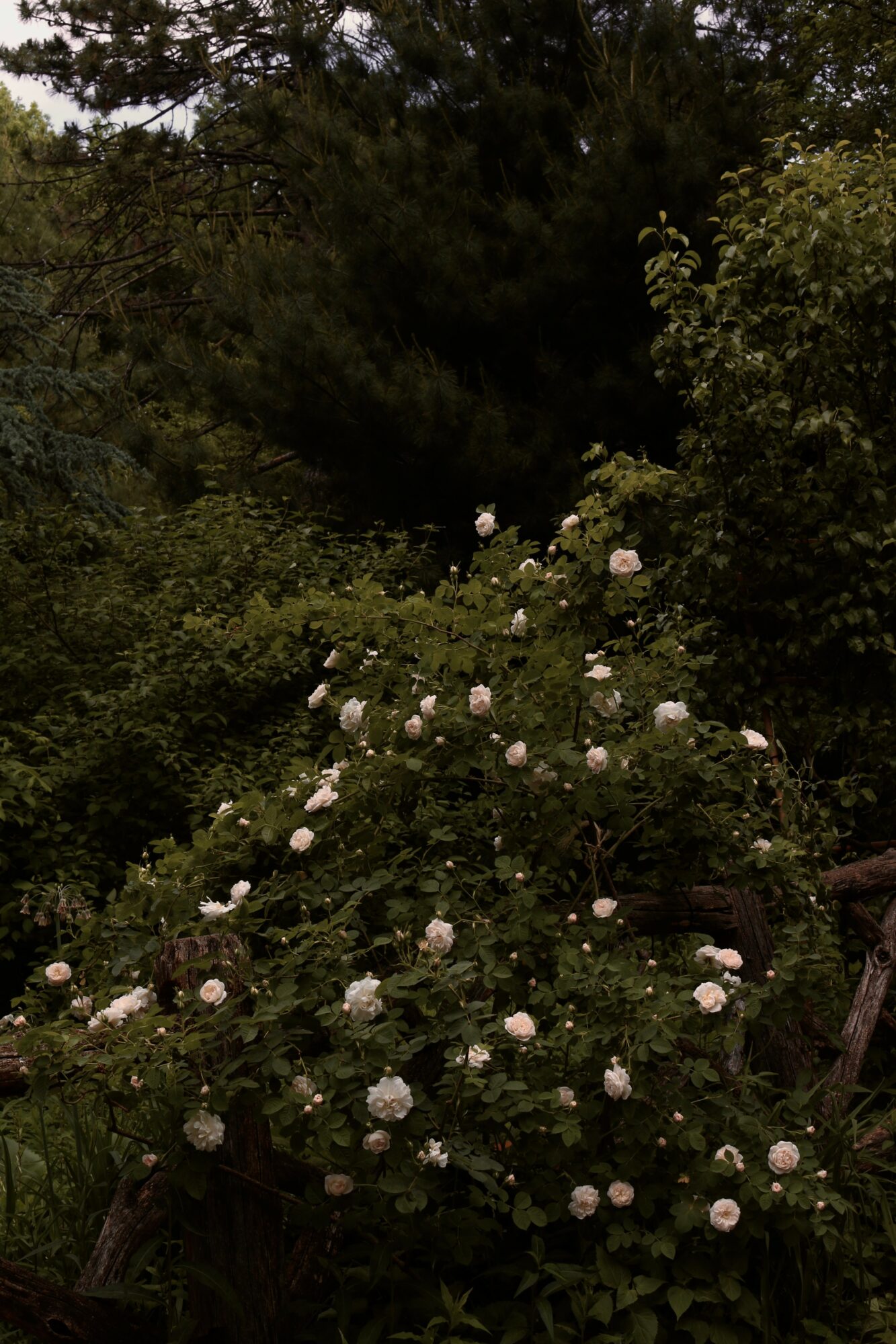 Bush with white flowers in a garden, surrounded by green foliage and trees.