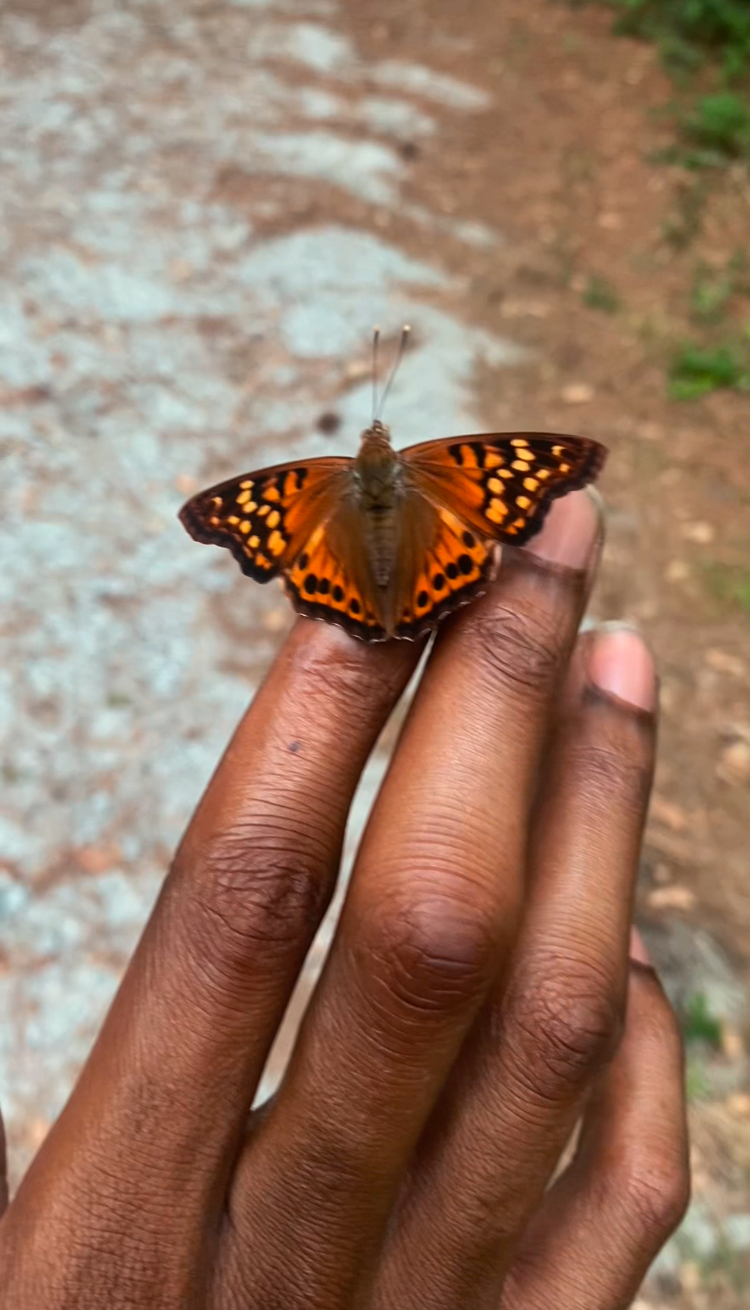 Person's hand holding a butterfly with orange and black wings on a dirt path.