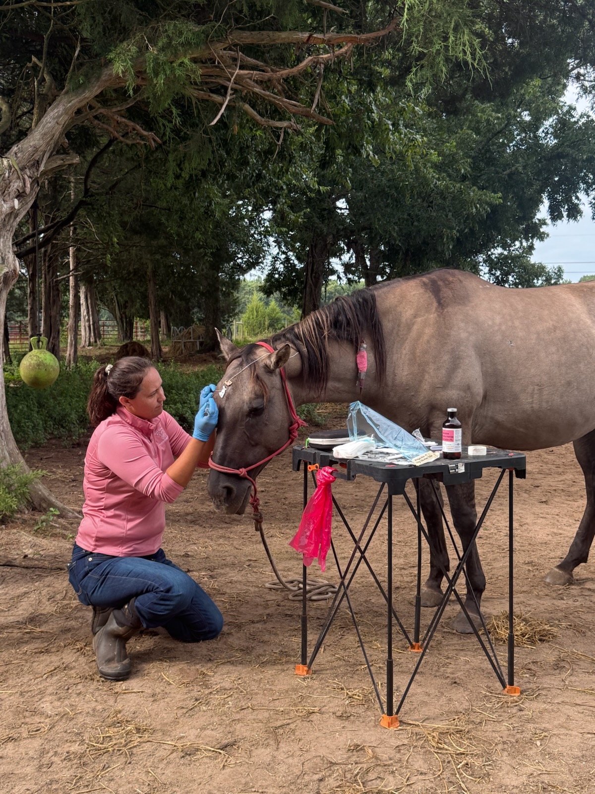 Person kneeling next to a horse outdoors, with trees in the background, attending to the horse's face near a table with supplies.