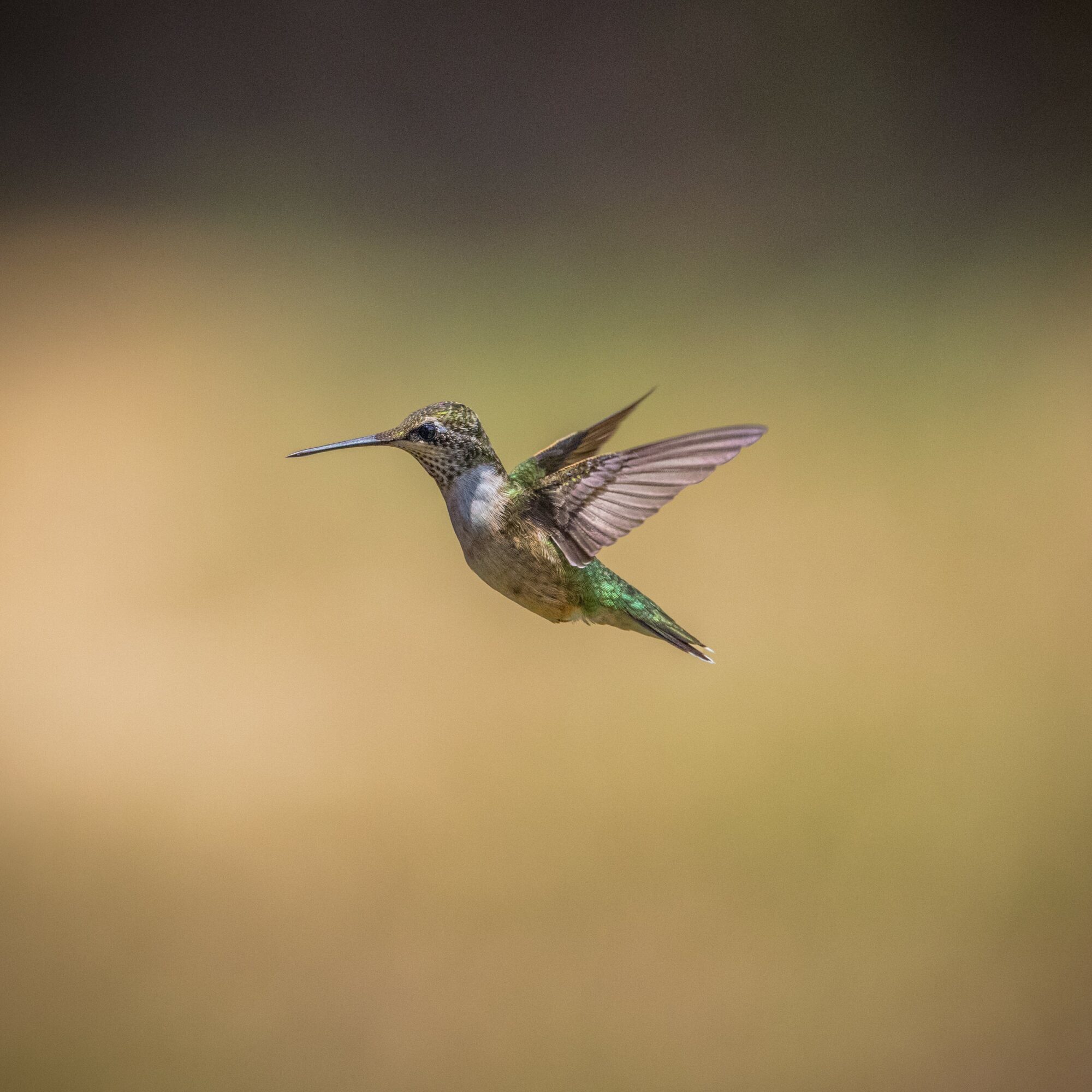 Hummingbird in flight with wings spread, against a blurred background.