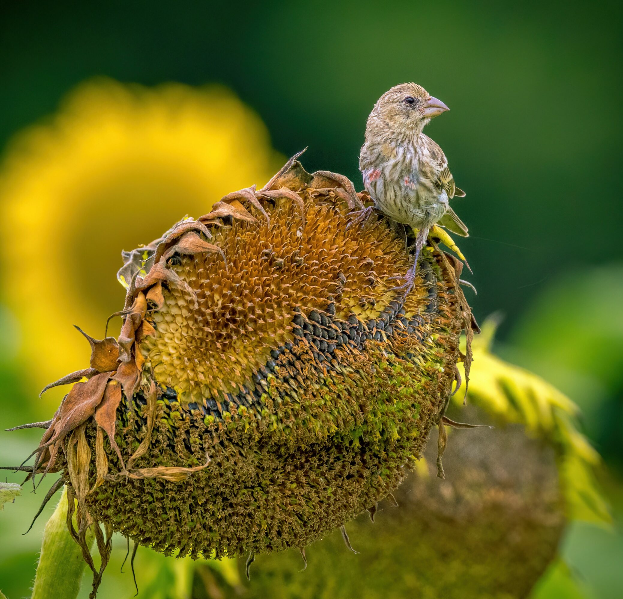 Small bird perched on a withered sunflower head with a blurred sunflower in the background