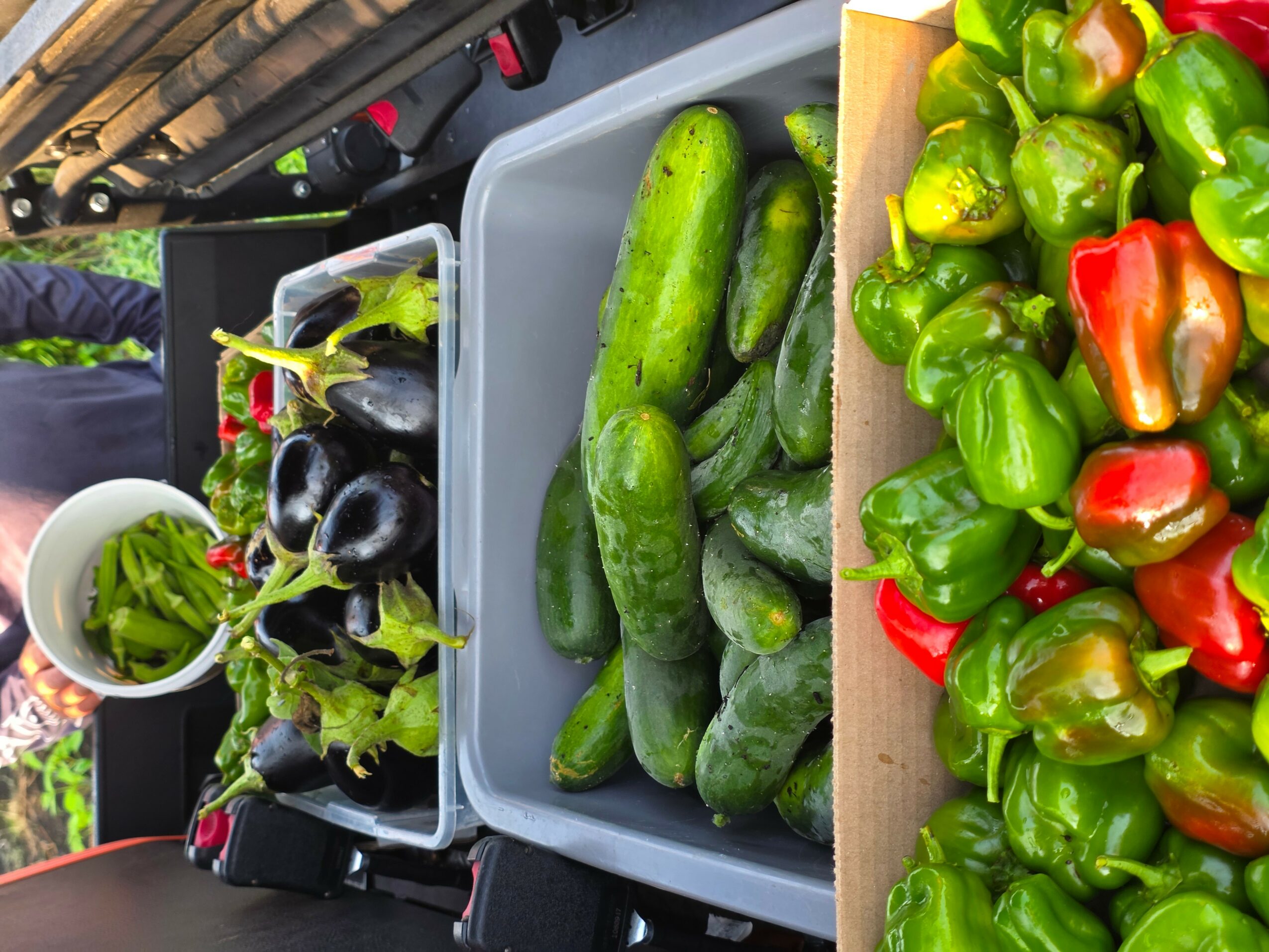 Fresh cucumbers and colorful peppers displayed on a table, with cucumbers in a gray container and peppers in a wooden tray.