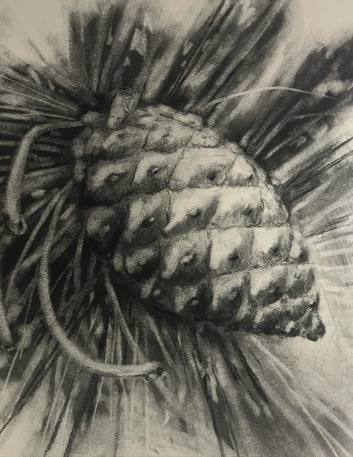 Pine cone on pine branch with needles, black and white drawing, detailed texture, natural setting.